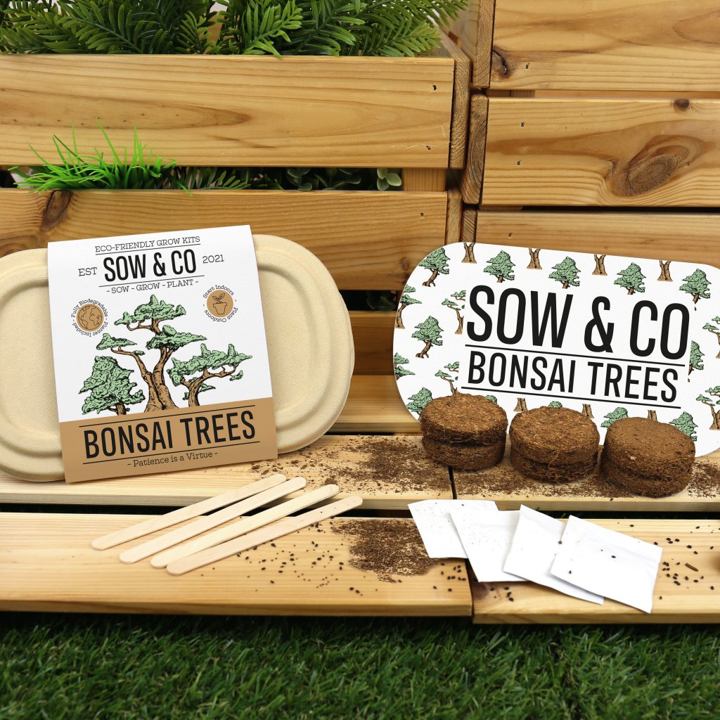 Gift Republic Bonsai Trees