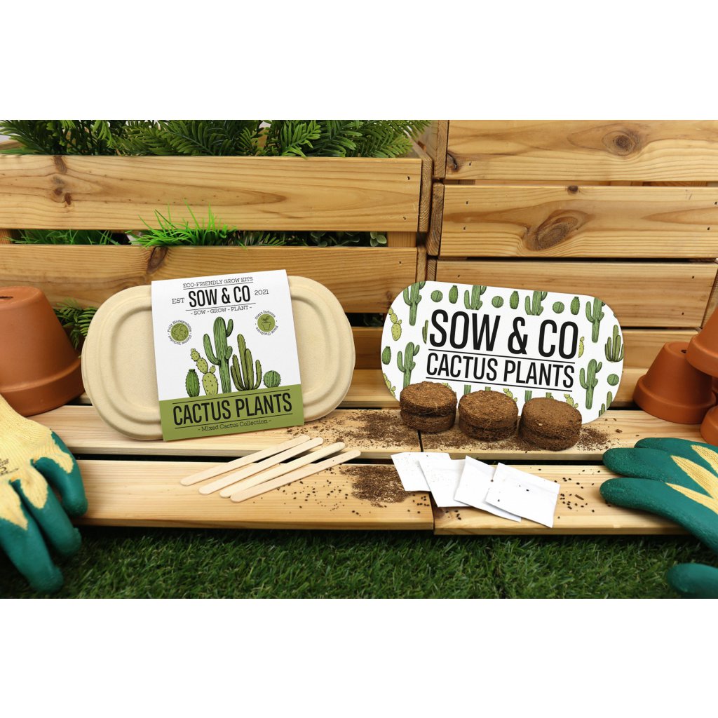 Gift Republic Cactus Plants