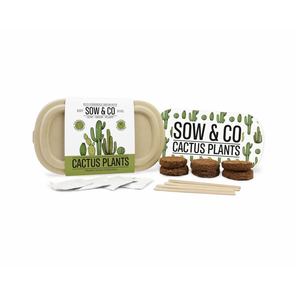 Gift Republic Cactus Plants