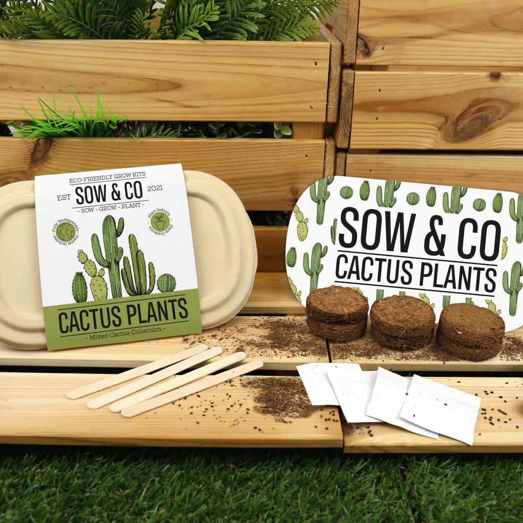 Gift Republic Cactus Plants