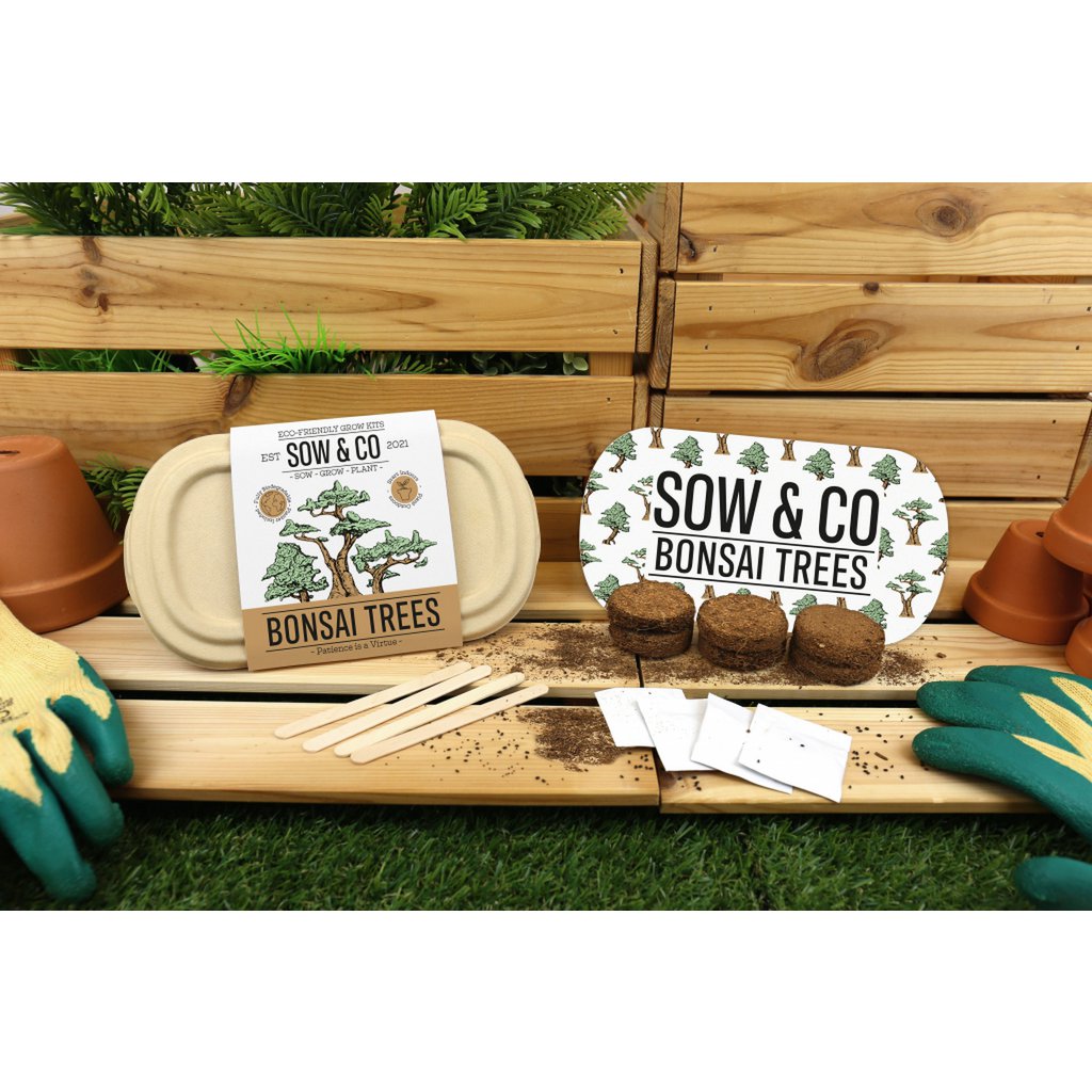 Gift Republic Bonsai Trees